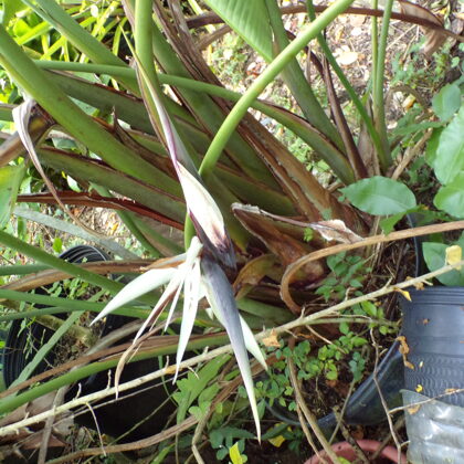 White bird of paradise