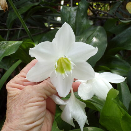 Amazon lily