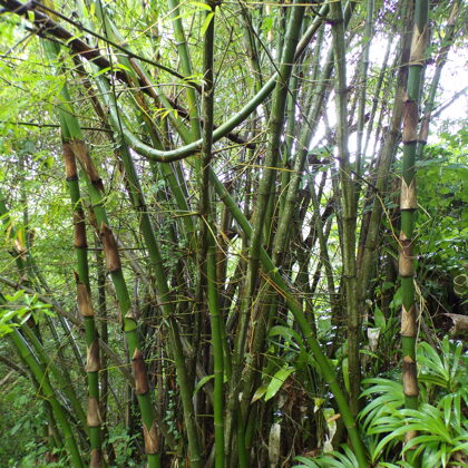 Clumping type bamboo