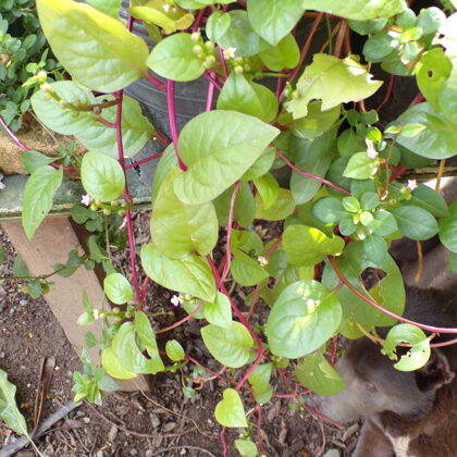 Malabar spinach