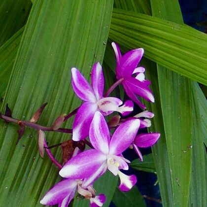 Purple and white ground orchid