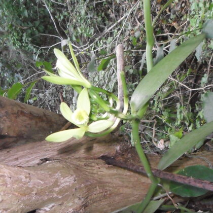 Vanilla orchid bloom