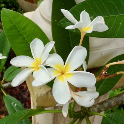 White plumeria (frangipani)