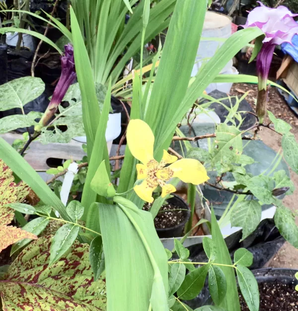 Walking iris
