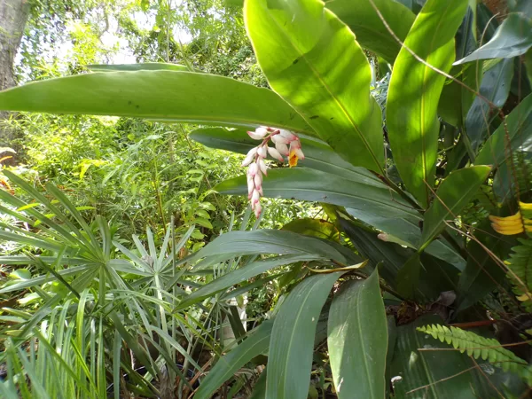 Shell ginger