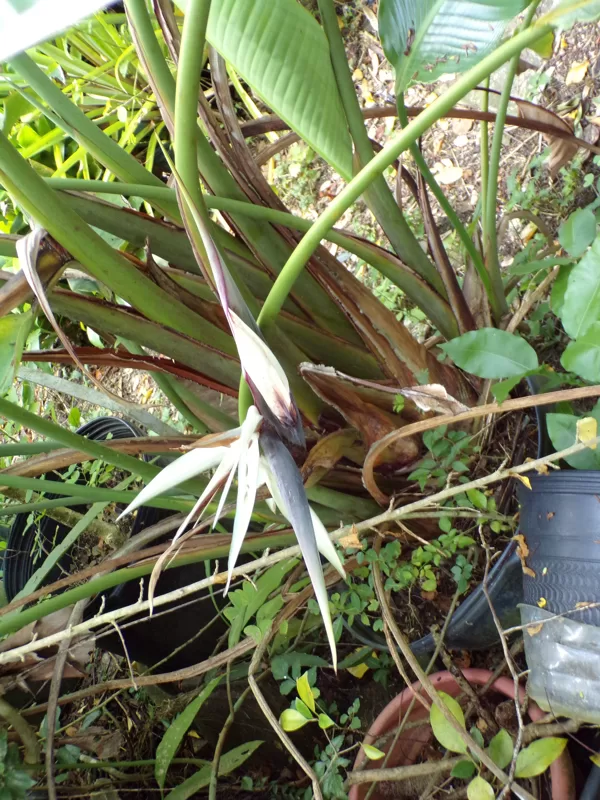 White bird of paradise