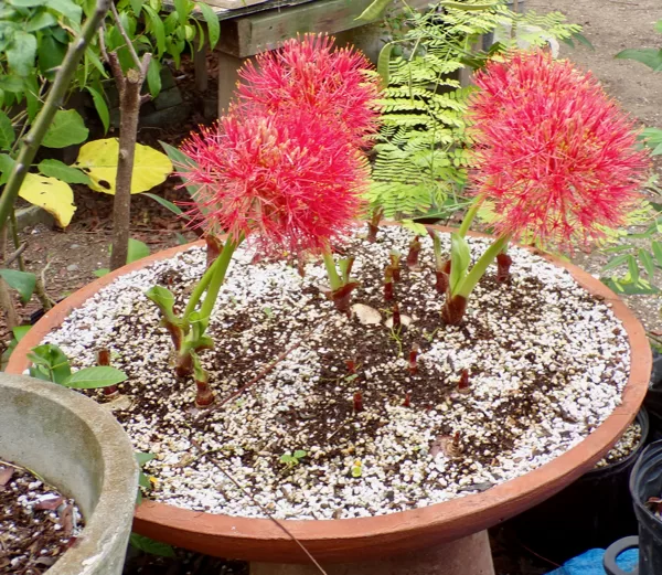African blood lily