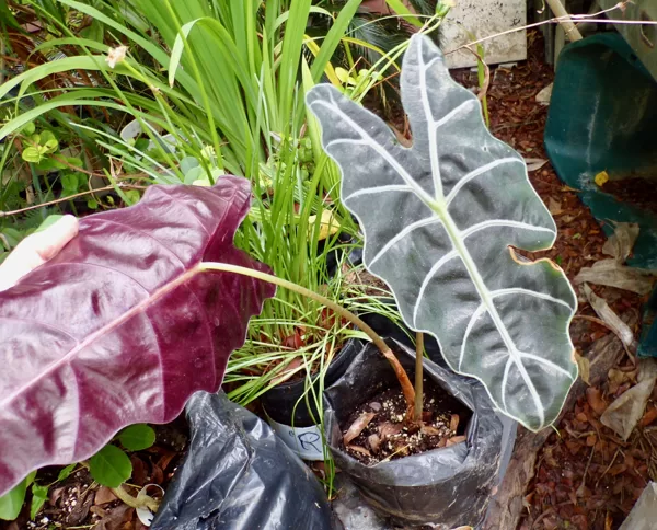 Allocasia x Amazonica