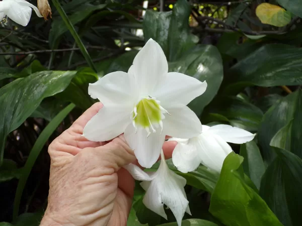Amazon lily