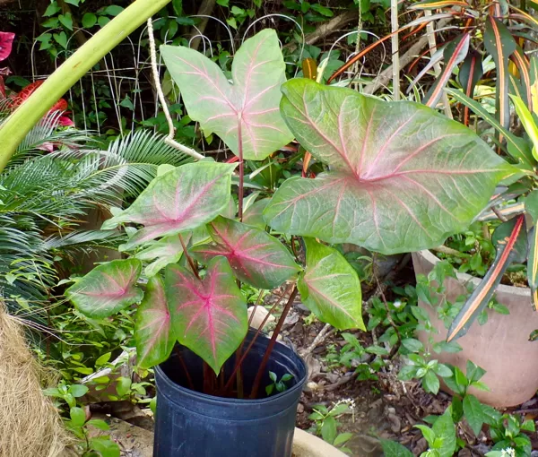 Caladium