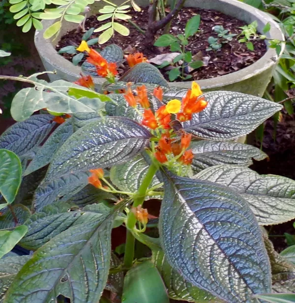 Chrysothemis pulchella