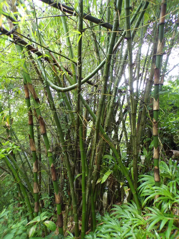 Clumping type bamboo