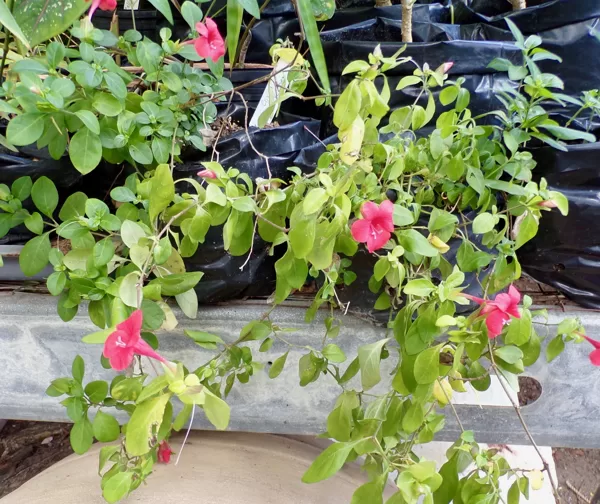 Coral creeper flowers