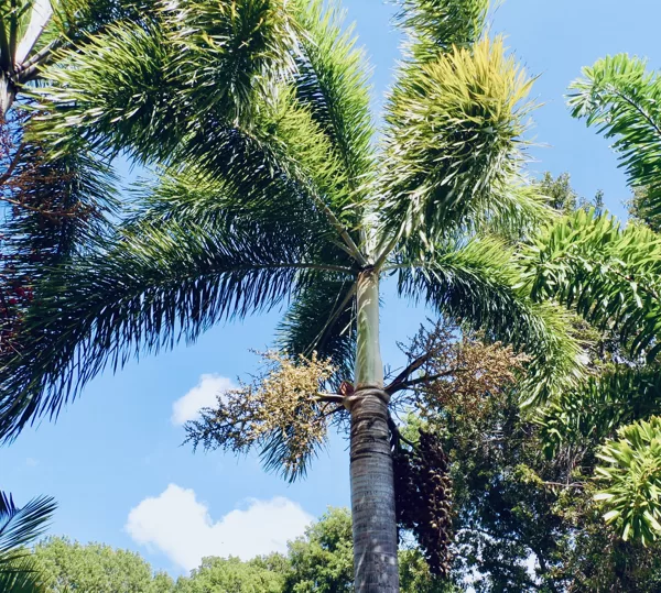 Foxtail palm