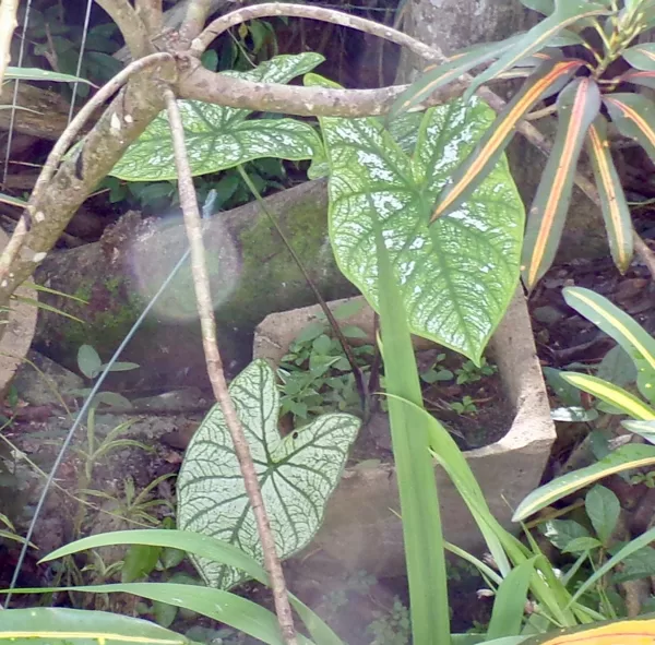 Green and white caladium