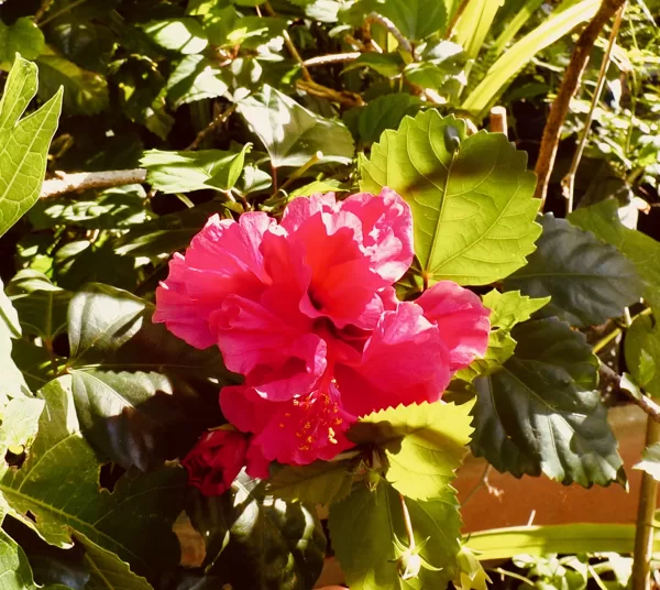 Hot pink double hibiscus