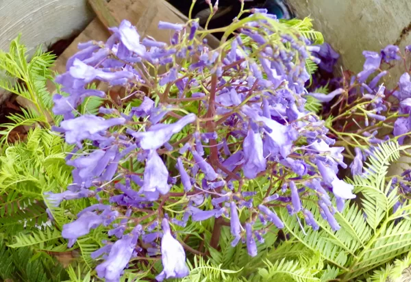 Jacaranda flowers