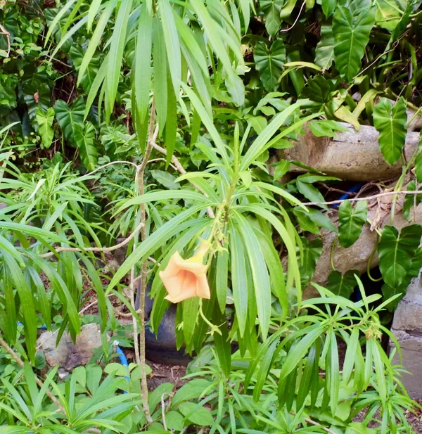 Lucky nut oleander
