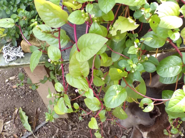 Malabar spinach