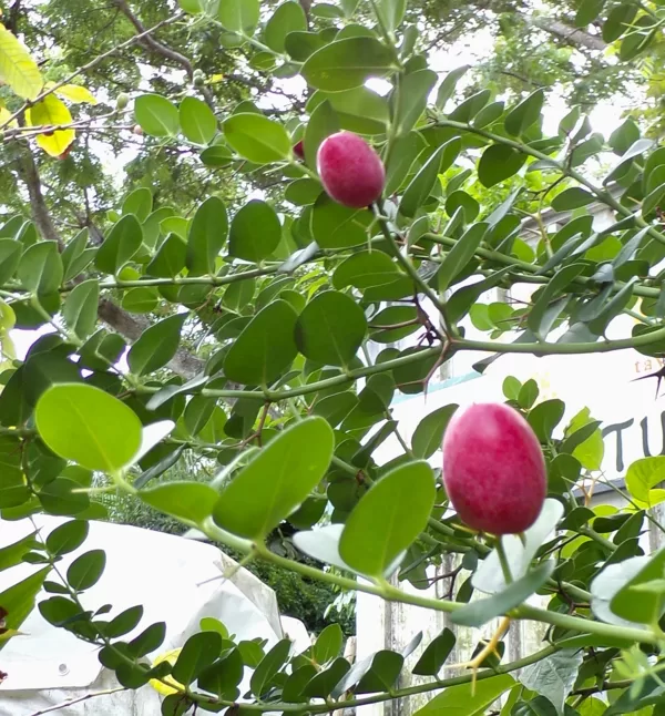 Natal plum with fruit