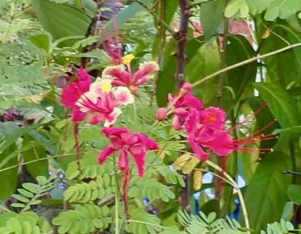 Pink Pride of Barbados