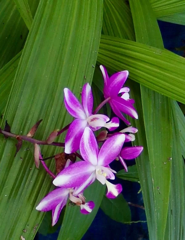 Purple and white ground orchid