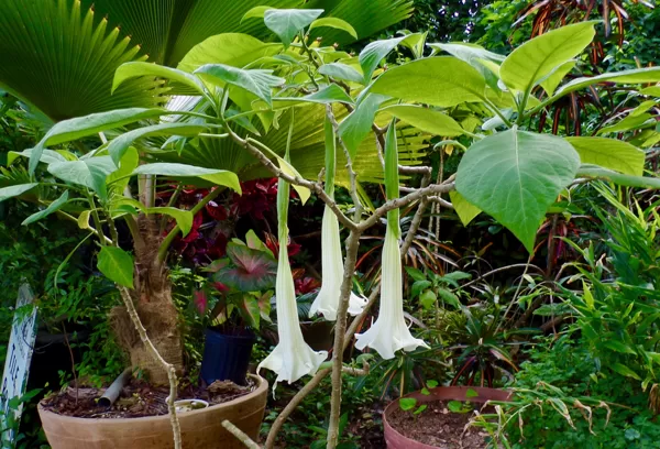 White trumpet tree