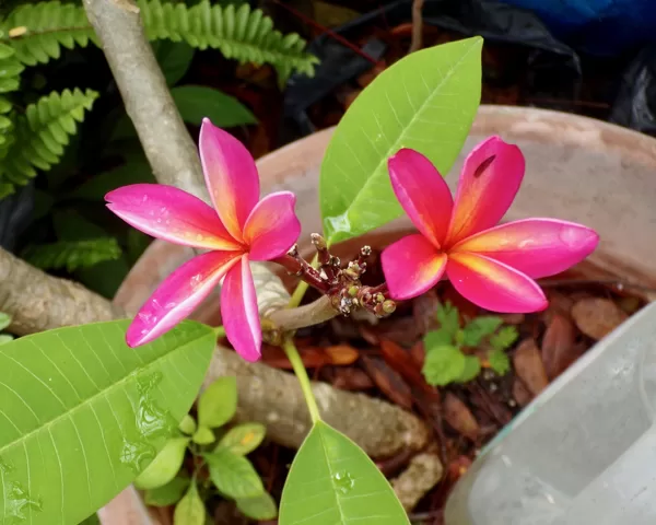 Pink/Yellow Plumeria