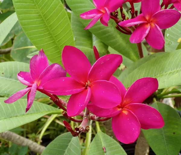 Red plumeria (frangipani)