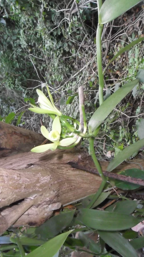 Vanilla orchid bloom