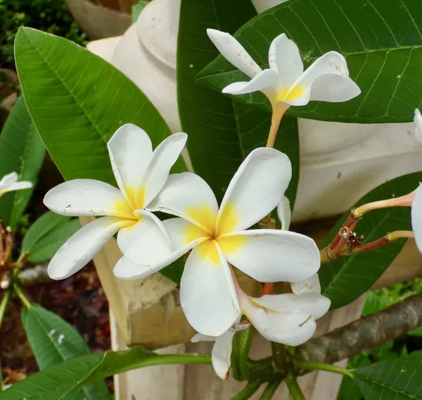 White plumeria (frangipani)