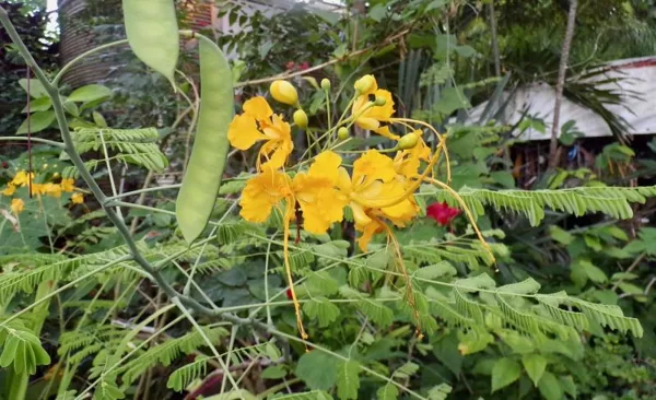 Yellow Pride of Barbados